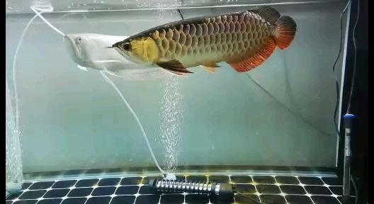 秦皇島水族館換水后的金龍龍魚圈（秦皇島水族館換水后的金龍龍魚圈，換水綜合癥好了?。?></span><br/> 換水綜合癥好了！<br/><h2>道外區花鳥魚市場在哪</h2><br/><br/>========祥龍水族聯盟魚友評論=====<br/>執念゛ 評論：換水沒換好魚會一直在角落發呆不游么？<br/>龍兒乖乖 評論：換水注意溫差 和換水量。<br/><h2>廣州批發<a href=