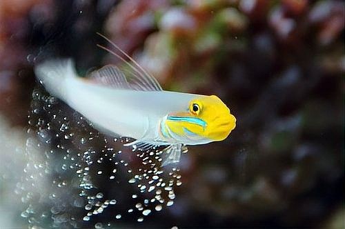 珊瑚缸適合養哪些生物？（珊瑚缸中適合養什么魚幻影戰境珊瑚缸中的生物類型）