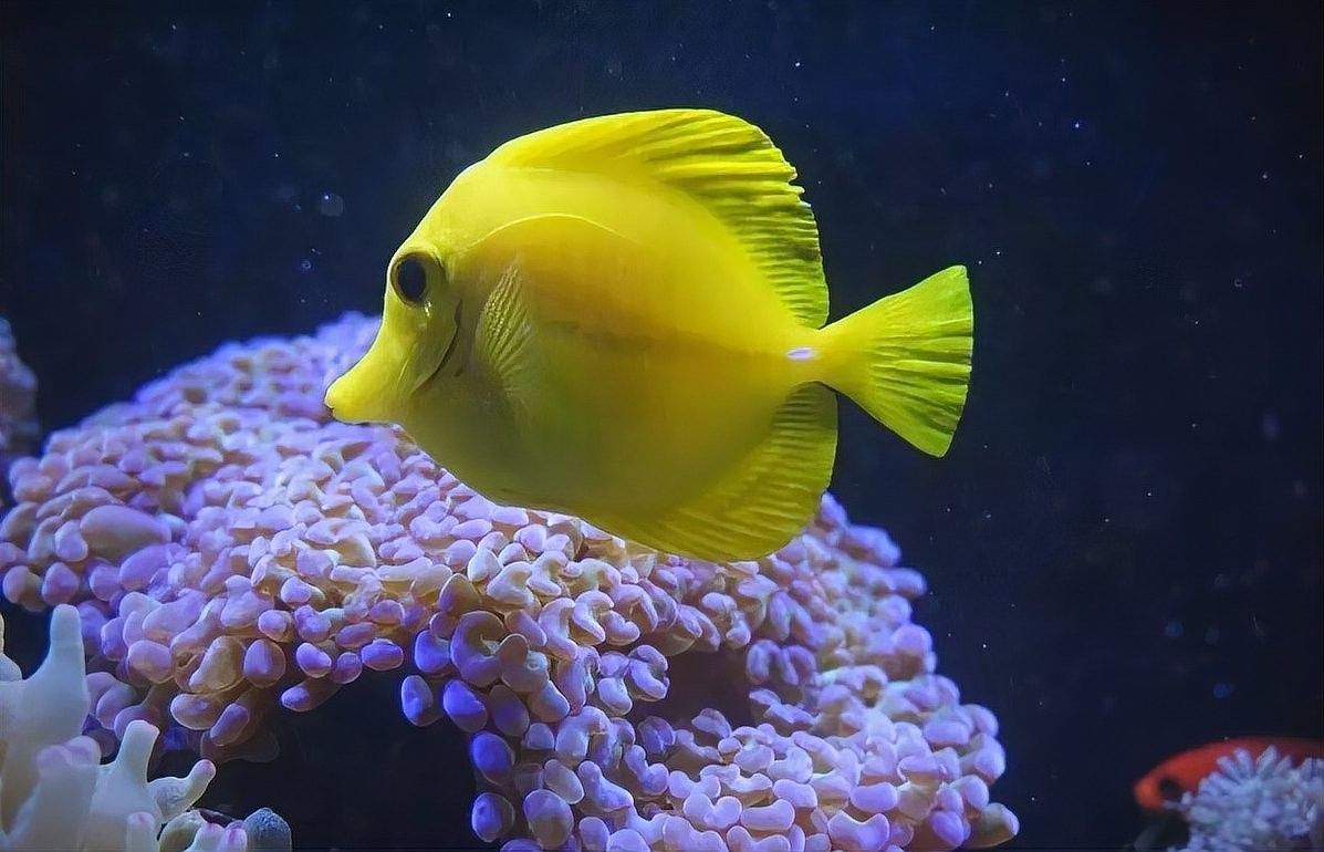 珊瑚缸適合養哪些生物？（珊瑚缸中適合養什么魚幻影戰境珊瑚缸中的生物類型）