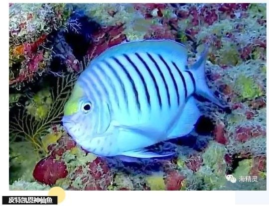 珊瑚缸適合養哪些生物？（珊瑚缸中適合養什么魚幻影戰境珊瑚缸中的生物類型）