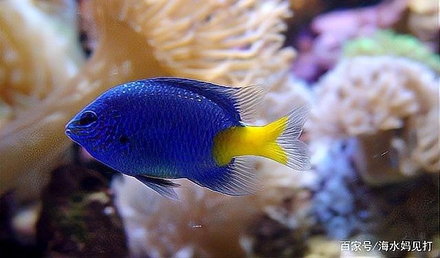 珊瑚缸適合養哪些生物？（珊瑚缸中適合養什么魚幻影戰境珊瑚缸中的生物類型）