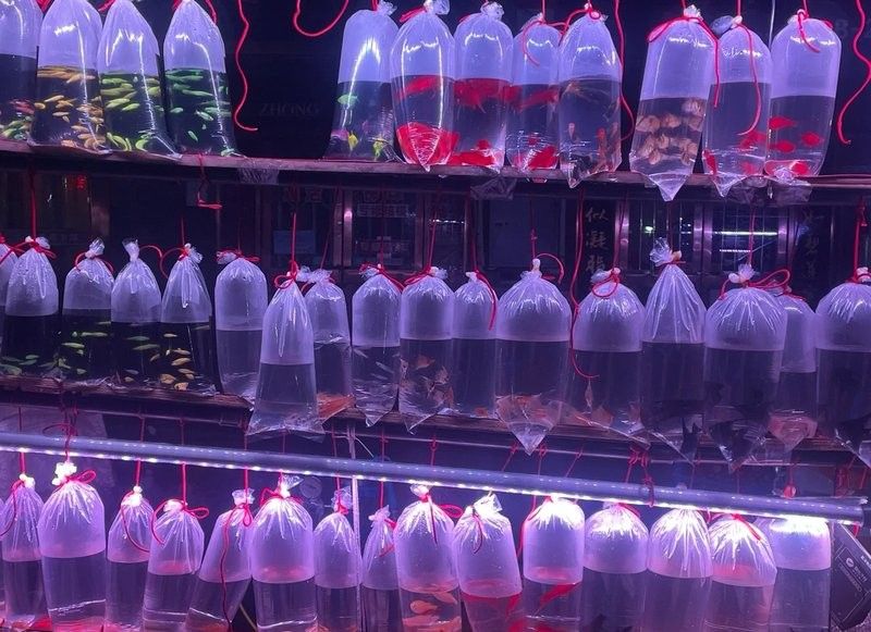 如何聯系天津龍魚批發市場（天津龍魚批發市場如何聯系？） 如何聯系天津龍魚批發市場（天津龍魚批發市場如何聯系？） 龍魚百科 第8張