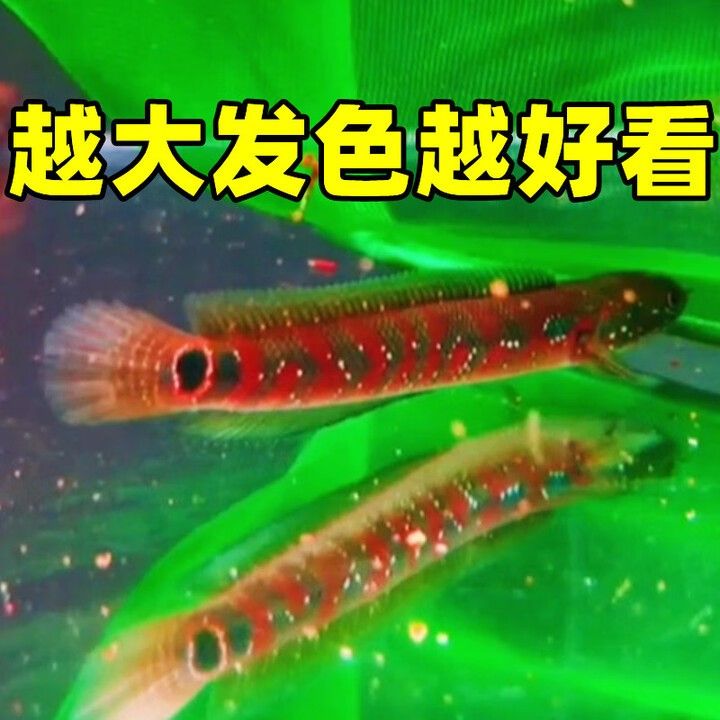 石家莊還有哪些地方賣雷龍魚（石家莊哪里賣雷龍魚價格最便宜石家莊哪里賣雷龍魚）