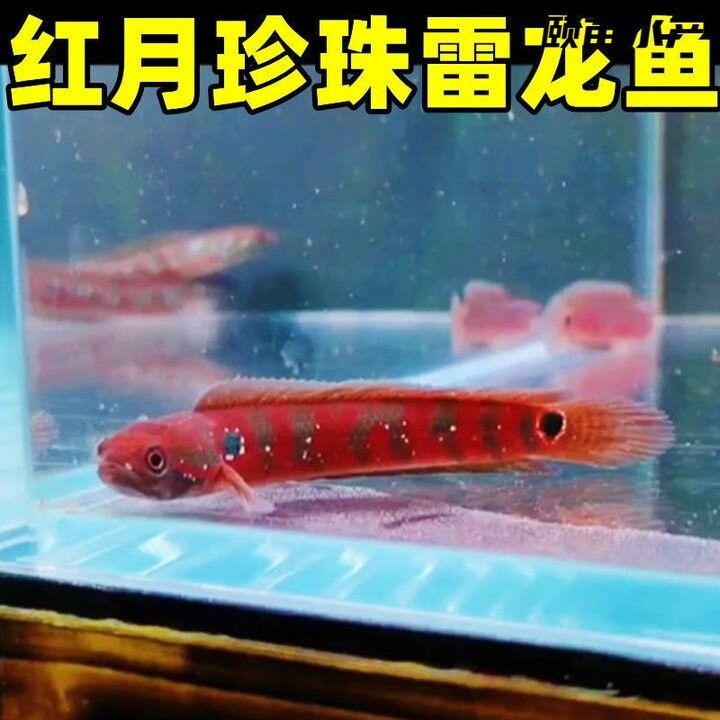 石家莊還有哪些地方賣雷龍魚（石家莊哪里賣雷龍魚價格最便宜石家莊哪里賣雷龍魚）