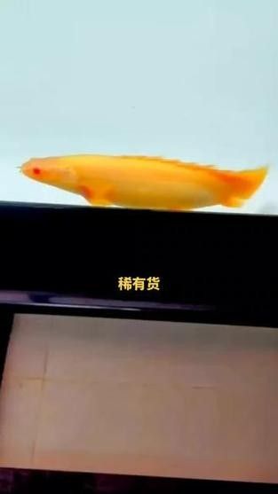 如何區分真假紅眼白化恐龍魚（如何區分紅眼白化恐龍魚？）