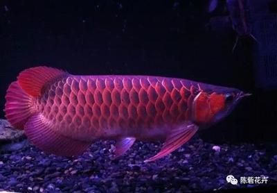 白色的大觀賞魚是什么魚啊視頻（關于白色的大觀賞魚根據搜索結果，有幾種可能性）