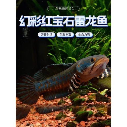 哪種幻彩雷龍魚更長壽？（哪種幻彩雷龍魚長壽？）