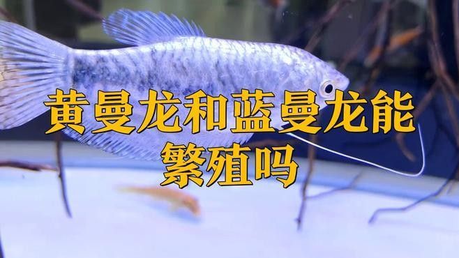 如何促進(jìn)曼龍魚(yú)繁殖？（曼龍魚(yú)的繁殖方法）