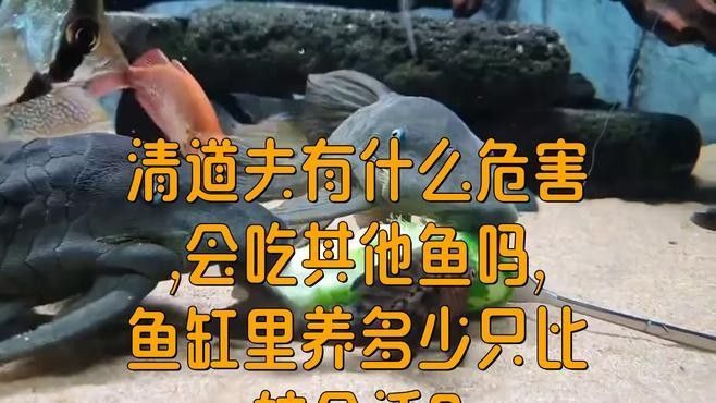 紅龍魚和清道夫的最佳混養數量（紅龍魚和清道夫的最佳混養數量是1:1嗎） 紅龍魚和清道夫的最佳混養數量（紅龍魚和清道夫的最佳混養數量是1:1嗎） 龍魚百科 第1張
