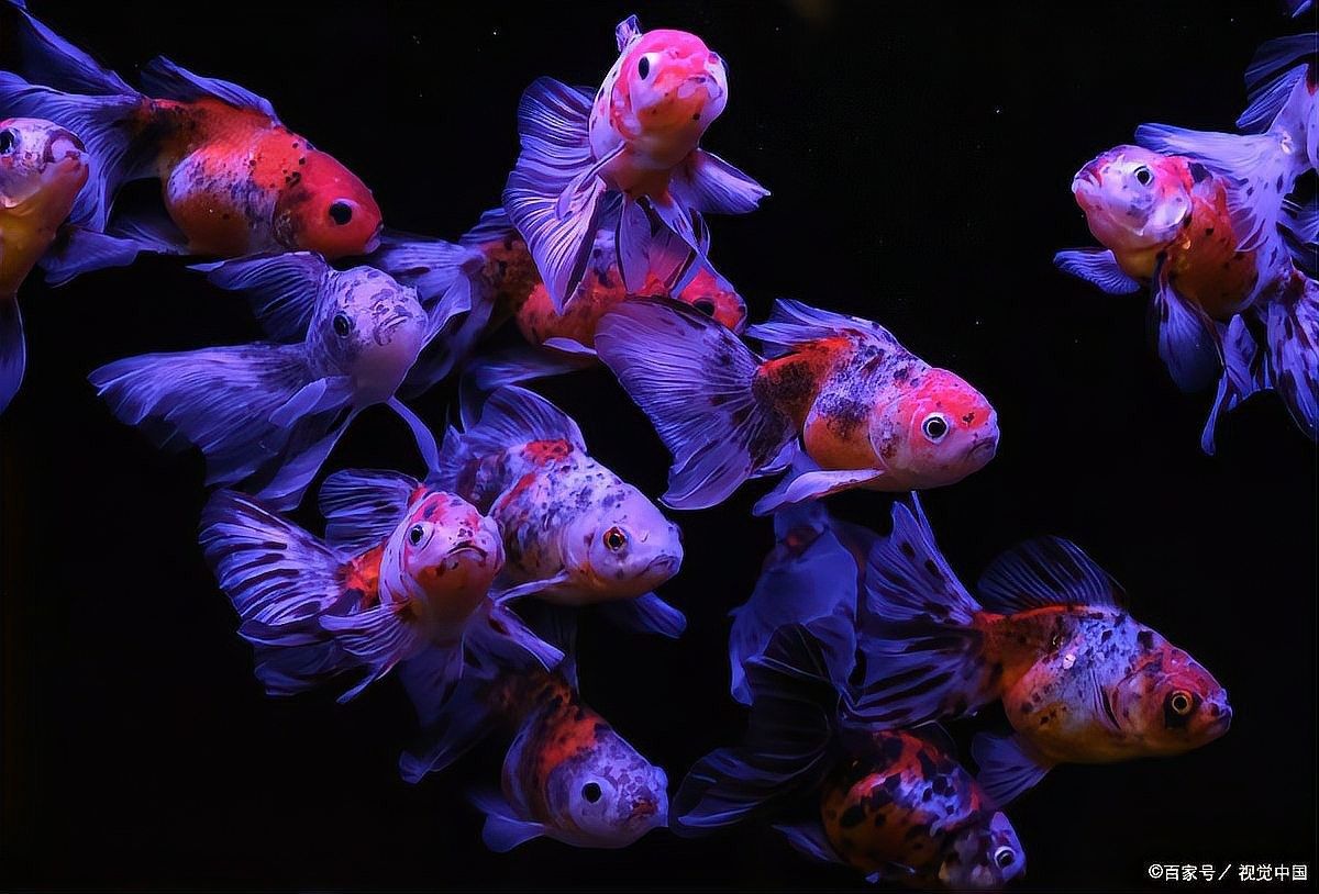 雷龍魚和金魚哪個更耐寒（雷龍魚和金魚哪個更耐寒？）