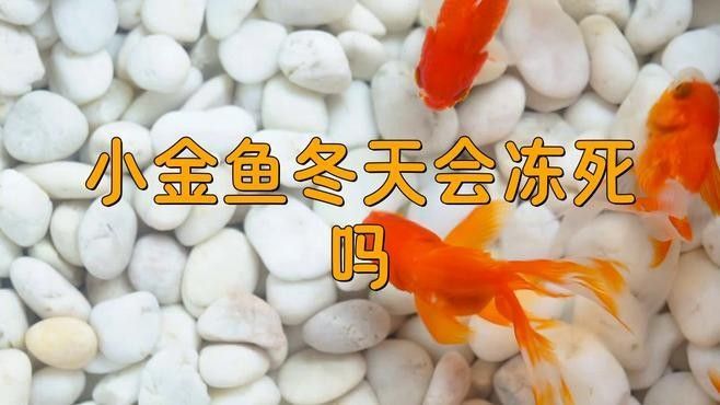 雷龍魚和金魚哪個更耐寒（雷龍魚和金魚哪個更耐寒？）