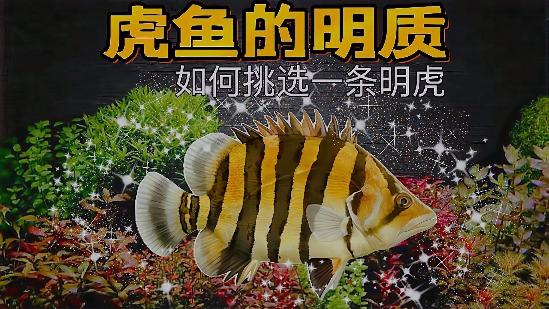如何挑選健康的虎魚（如何挑選一條健康的虎魚）