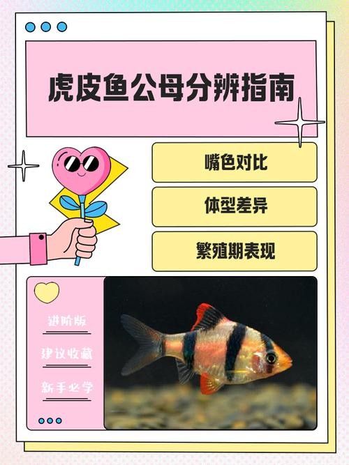 如何挑選健康的虎魚（如何挑選一條健康的虎魚）