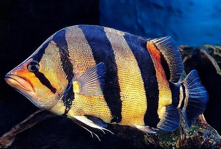 如何挑選健康的虎魚（如何挑選一條健康的虎魚）