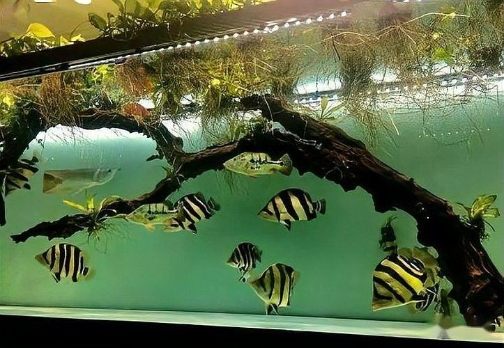 如何挑選健康的虎魚（如何挑選一條健康的虎魚）