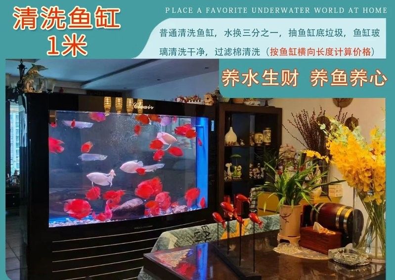 白金龍魚多久清洗一次魚缸？（白金龍魚多久清洗一次魚缸）
