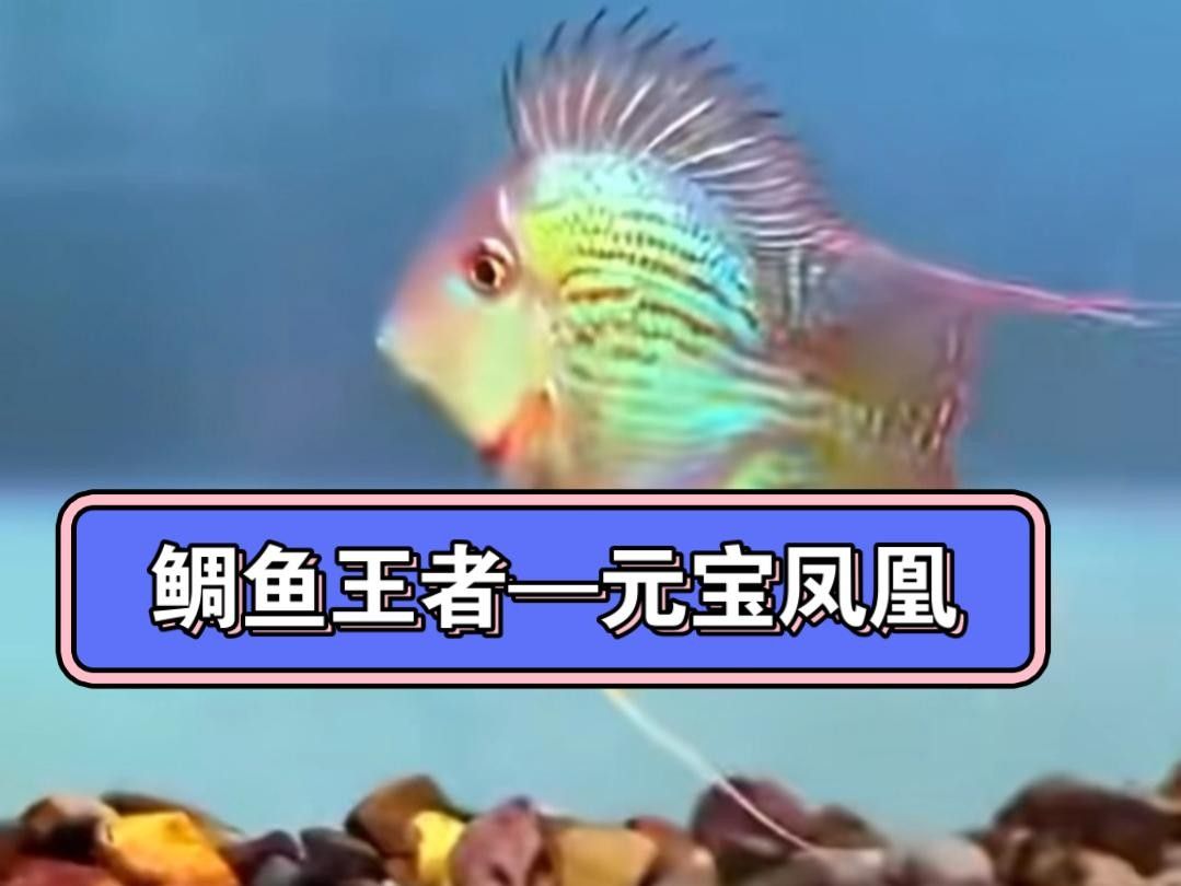 土鯛元寶鳳凰魚（土鯛元寶鳳凰魚不能隨便養(yǎng)蜜朵朵呀） 土鯛元寶鳳凰魚（土鯛元寶鳳凰魚不能隨便養(yǎng)蜜朵朵呀） 觀賞魚百科 第7張