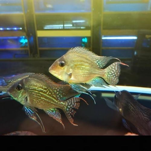 土鯛元寶鳳凰魚(土鯛元寶鳳凰魚不能隨便養(yǎng)蜜朵朵呀) 觀賞魚百科 第2張 土鯛元寶鳳凰魚(土鯛元寶鳳凰魚不能隨便養(yǎng)蜜朵朵呀) 土鯛元寶鳳凰魚(土鯛元寶鳳凰魚不能隨便養(yǎng)蜜朵朵呀) 觀賞魚百科 第2張