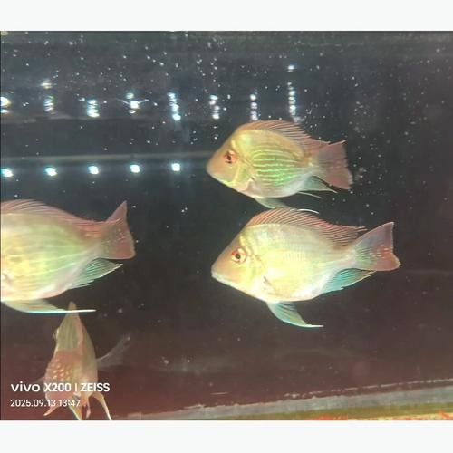 土鯛元寶鳳凰魚(土鯛元寶鳳凰魚不能隨便養(yǎng)蜜朵朵呀) 觀賞魚百科 第3張 土鯛元寶鳳凰魚(土鯛元寶鳳凰魚不能隨便養(yǎng)蜜朵朵呀) 土鯛元寶鳳凰魚(土鯛元寶鳳凰魚不能隨便養(yǎng)蜜朵朵呀) 觀賞魚百科 第3張