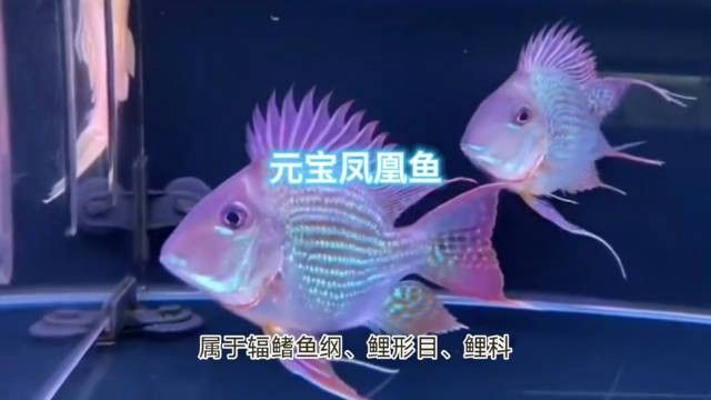 土鯛元寶鳳凰魚（土鯛元寶鳳凰魚不能隨便養(yǎng)蜜朵朵呀） 土鯛元寶鳳凰魚（土鯛元寶鳳凰魚不能隨便養(yǎng)蜜朵朵呀） 觀賞魚百科 第9張