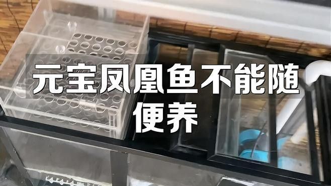 土鯛元寶鳳凰魚（土鯛元寶鳳凰魚不能隨便養(yǎng)蜜朵朵呀） 土鯛元寶鳳凰魚（土鯛元寶鳳凰魚不能隨便養(yǎng)蜜朵朵呀） 觀賞魚百科 第8張