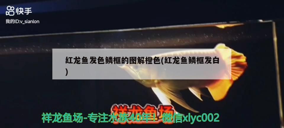 紅龍魚發色鱗框的圖解橙色(紅龍魚鱗框發白)（紅龍魚發色鱗框發色鱗框的圖解橙色圖解橙色圖解橙色） 紅龍魚發色鱗框的圖解橙色(紅龍魚鱗框發白)（紅龍魚發色鱗框發色鱗框的圖解橙色圖解橙色圖解橙色） 觀賞魚百科