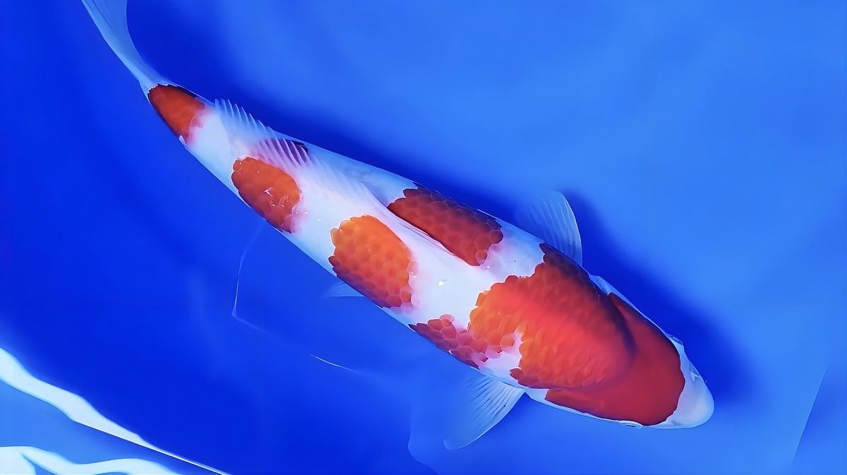 龍魚眼白點自愈后還會復發嗎？（龍魚眼白點自愈后還會復發嗎）
