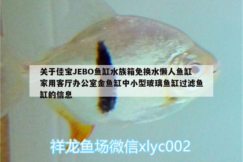 關于佳寶JEBO魚缸水族箱免換水懶人魚缸家用客廳辦公室金魚缸中小型玻璃魚缸過濾魚缸的信息（jebo佳寶jebo魚缸水族箱免換水懶人魚缸） 關于佳寶JEBO魚缸水族箱免換水懶人魚缸家用客廳辦公室金魚缸中小型玻璃魚缸過濾魚缸的信息（jebo佳寶jebo魚缸水族箱免換水懶人魚缸） 觀賞魚百科