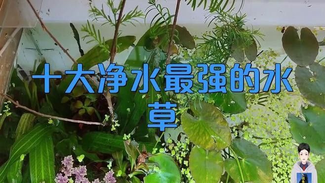 哪些植物可以清潔水質（探討哪些植物可以清潔水質凈化水質及使用注意事項）