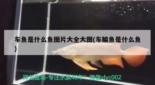 飼料 車魚是什么魚圖片大全大圖(車鳊魚是什么魚)(車魚是什么魚) 觀賞魚百科 車魚是什么魚圖片大全大圖(車鳊魚是什么魚)(車魚是什么魚) 車魚是什么魚圖片大全大圖(車鳊魚是什么魚)(車魚是什么魚) 觀賞魚百科