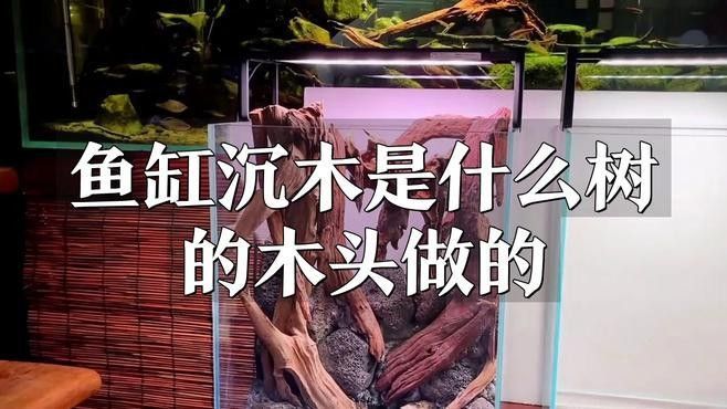 如何選擇適合龍魚的沉木和石頭（適合龍魚的沉木和石頭） 如何選擇適合龍魚的沉木和石頭（適合龍魚的沉木和石頭） 龍魚百科 第3張