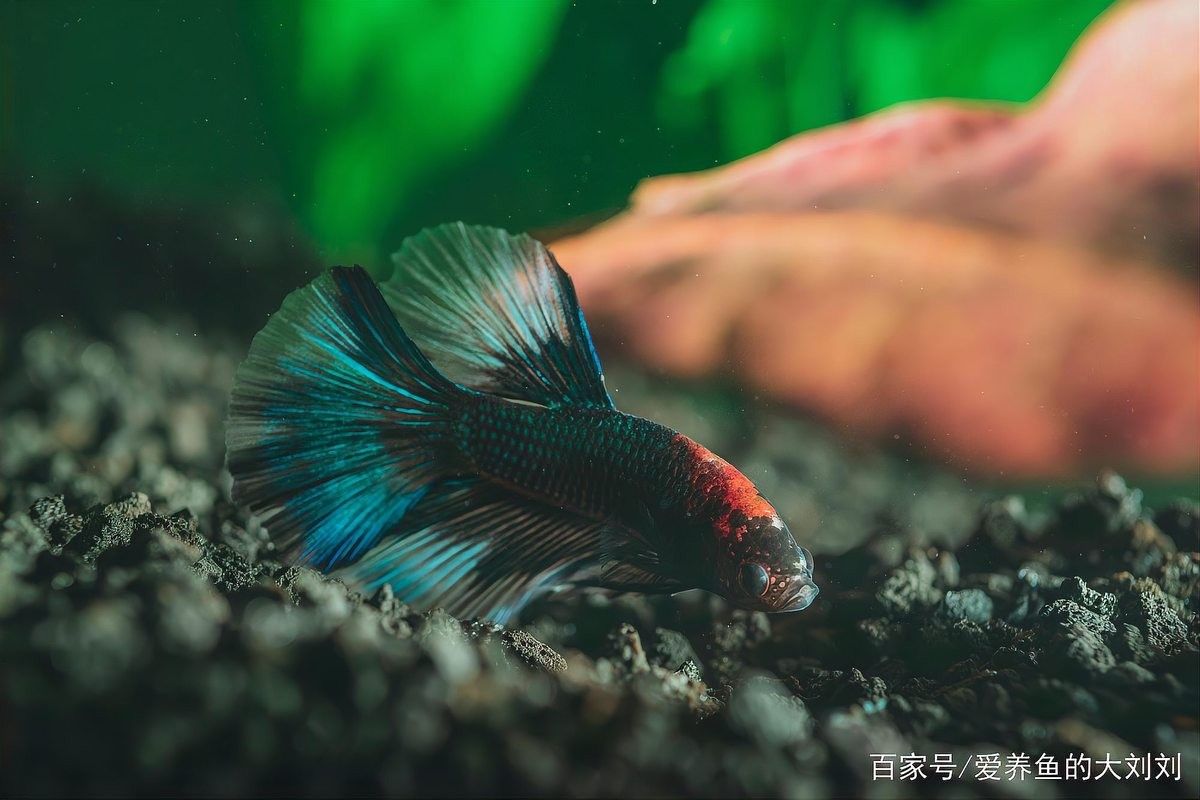 如何選擇適合龍魚的沉木和石頭（適合龍魚的沉木和石頭） 如何選擇適合龍魚的沉木和石頭（適合龍魚的沉木和石頭） 龍魚百科 第8張