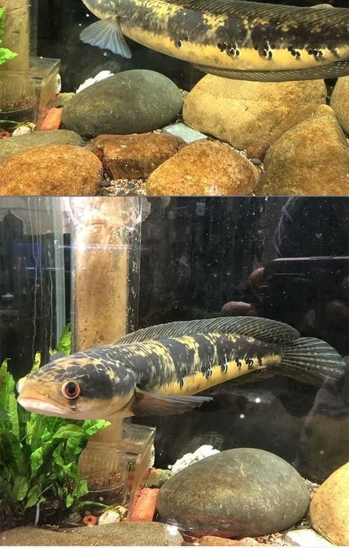 黑魔神雷龍魚適合什么水質(zhì)？（黑魔神雷龍魚適合的水質(zhì)條件）