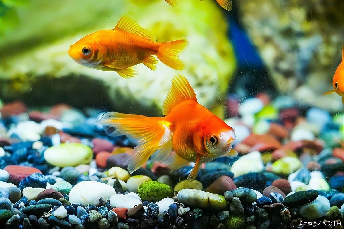 如何判斷藍(lán)龍魚是否吃飽（判斷藍(lán)龍魚是否吃飽是確保其健康成長關(guān)鍵步驟之一） 如何判斷藍(lán)龍魚是否吃飽（判斷藍(lán)龍魚是否吃飽是確保其健康成長關(guān)鍵步驟之一） 龍魚百科 第4張