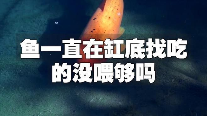 如何判斷藍(lán)龍魚是否吃飽（判斷藍(lán)龍魚是否吃飽是確保其健康成長關(guān)鍵步驟之一） 如何判斷藍(lán)龍魚是否吃飽（判斷藍(lán)龍魚是否吃飽是確保其健康成長關(guān)鍵步驟之一） 龍魚百科 第1張