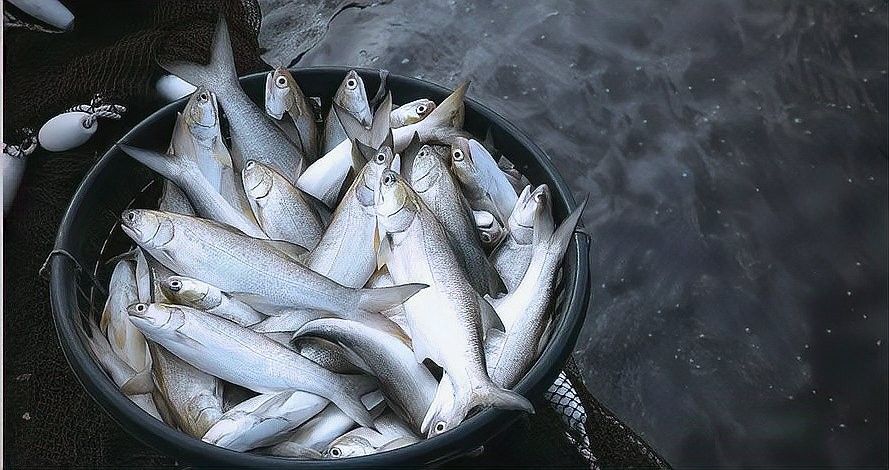 如何判斷藍(lán)龍魚是否吃飽（判斷藍(lán)龍魚是否吃飽是確保其健康成長關(guān)鍵步驟之一） 如何判斷藍(lán)龍魚是否吃飽（判斷藍(lán)龍魚是否吃飽是確保其健康成長關(guān)鍵步驟之一） 龍魚百科 第8張