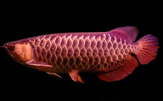 金龍魚爬背期一般持續多久？（金龍魚的爬背期多少度會冷死）