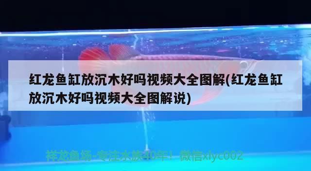 紅龍魚缸放沉木好嗎視頻大全圖解(紅龍魚缸放沉木好嗎視頻大全圖解說)（紅龍魚缸放沉木好嗎視頻大全圖解）