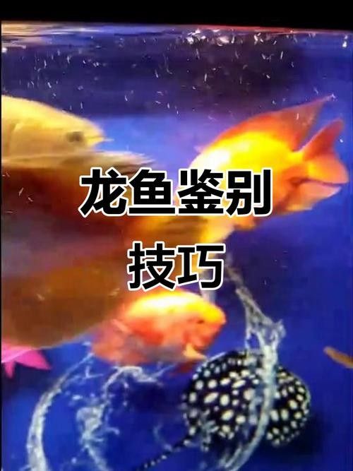金龍魚中哪種顏色最稀有（最貴的金龍魚多少錢一條）