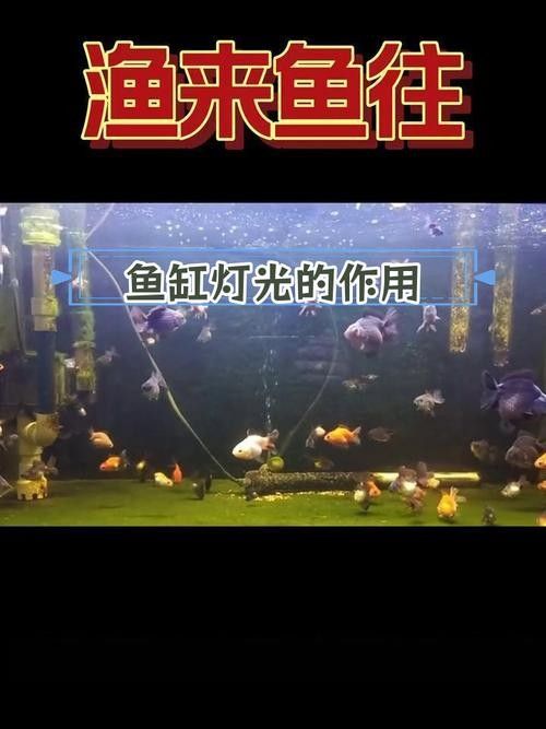 給我一張金龍魚魚缸燈擺放示意圖（——龍魚魚缸燈擺放示意圖）