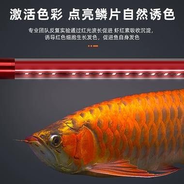 給我一張金龍魚魚缸燈擺放示意圖（——龍魚魚缸燈擺放示意圖）