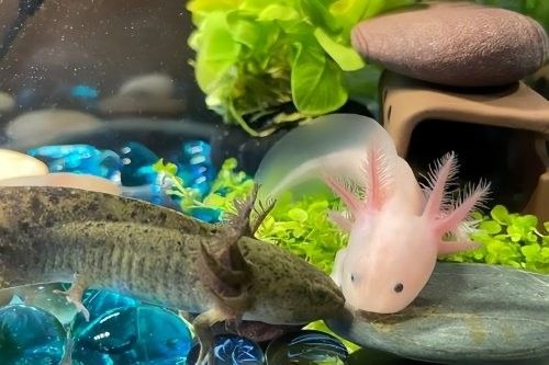 六角龍魚繁殖溫度多少合適（六角恐龍魚怎么養最全養殖方法） 六角龍魚繁殖溫度多少合適（六角恐龍魚怎么養最全養殖方法） 龍魚百科 第3張