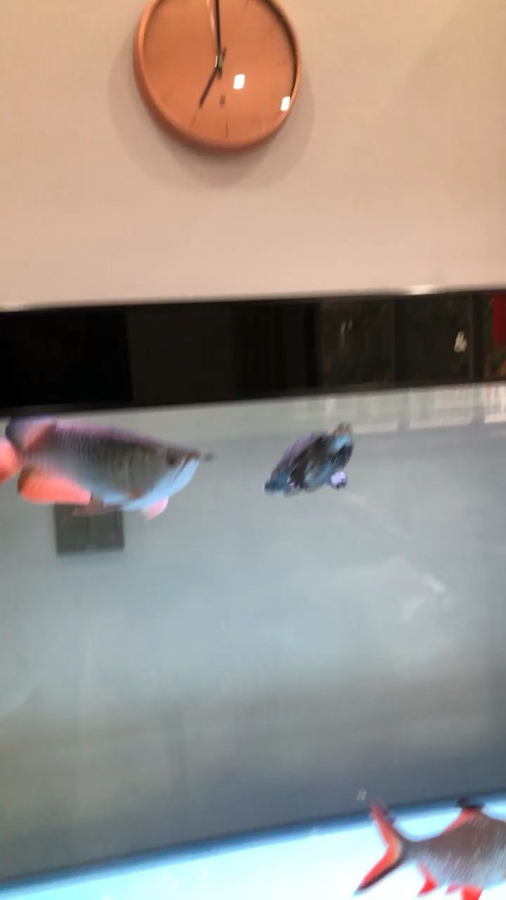 水清魚靚也能吃一口氣吃了八只河蝦（水清魚靚也能吃一口氣吃了八只河蝦,r19346）