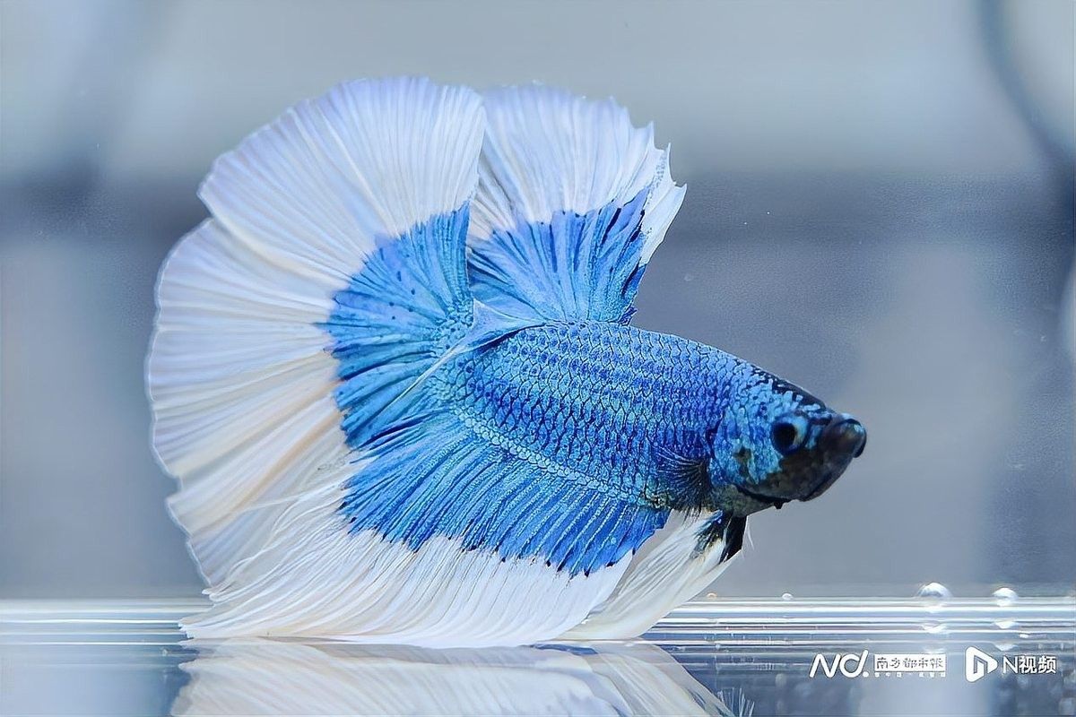 廣州龍魚大賽有哪些參賽選手（廣州龍魚大賽獎金72萬全球頂級龍魚賽事來了）