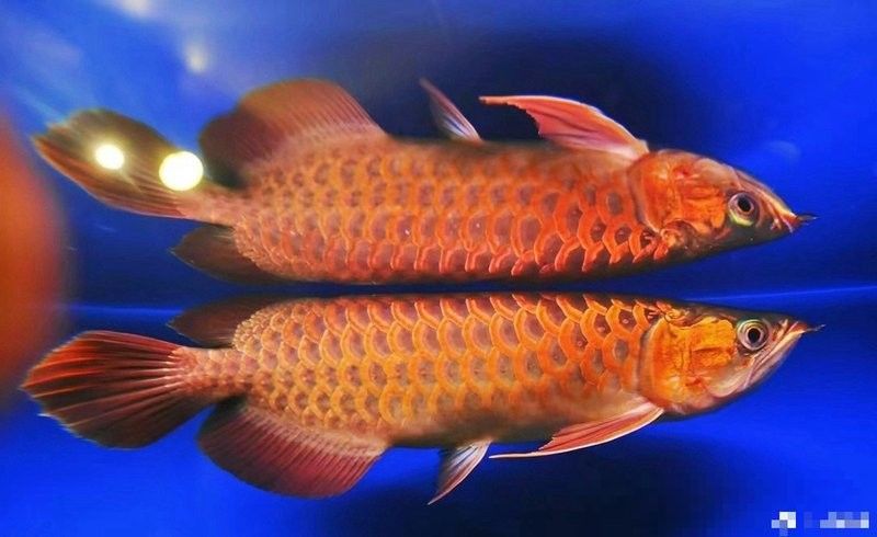 龍魚飼料自制的頻率（自制龍魚飼料頻率建議：龍魚飼料需要哪些原料）