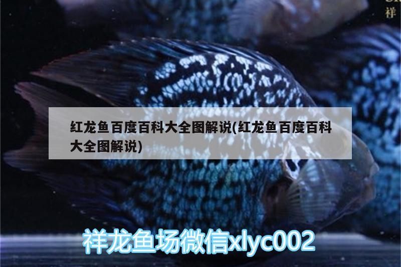 紅龍魚百度百科大全圖解說(紅龍魚百度百科大全圖解說)（紅龍魚百度百科圖解）