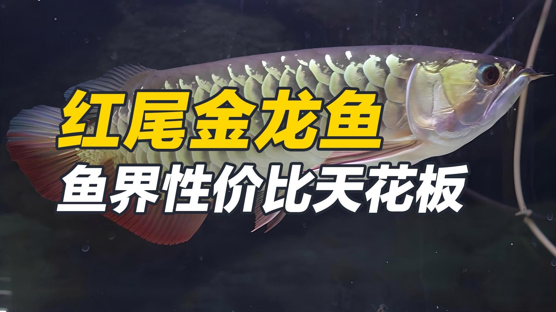 紅尾金龍魚（紅尾金龍魚的價格是多少？）