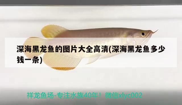 深海黑龍魚的圖片大全高清(深海黑龍魚多少錢一條)（深海黑龍魚圖片大全高清）
