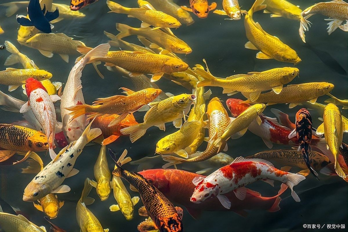 龍魚身上小氣泡如何快速去除（如何快速有效地去除龍魚身上的小氣泡）