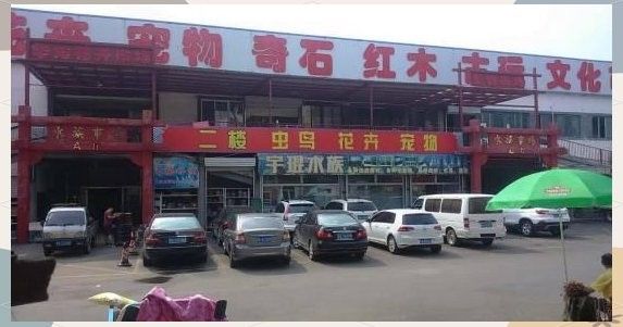 濟南龍魚交易市場在哪里？（探秘濟南龍魚交易市場）